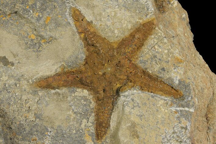 Ordovician Starfish (Petraster?) Fossil - Morocco #178809
